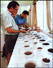 tea-testing tea-testing